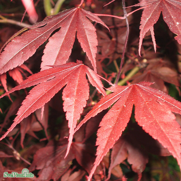 Acer palmatum (Dissectum) 'Garnet' Stam C7,5 90cm