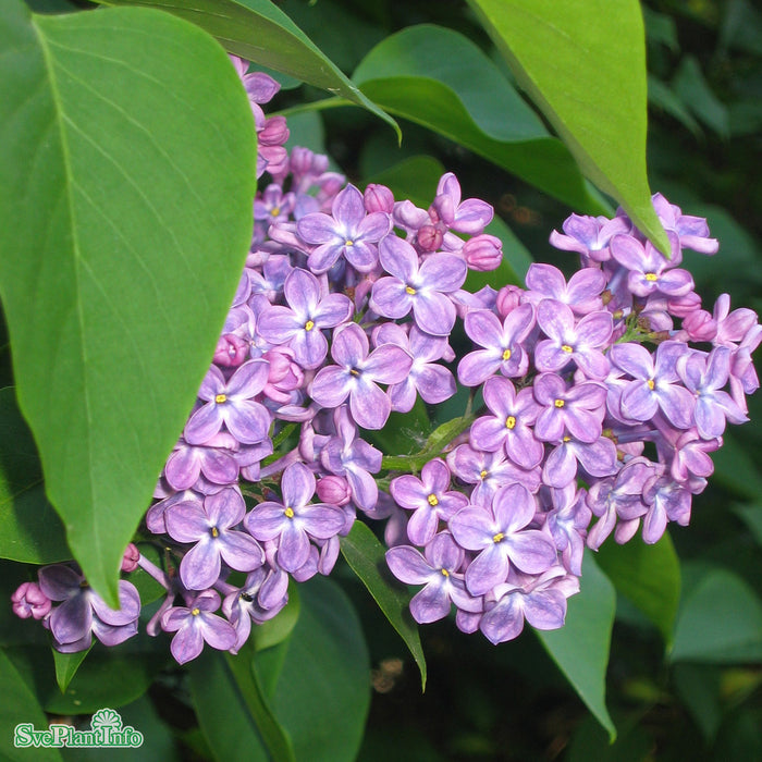 SYRINGA VULGARIS Busk C5