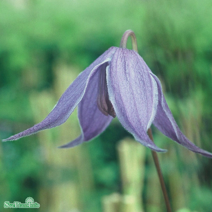 Clematis 'Helsingborg' A-kval C2