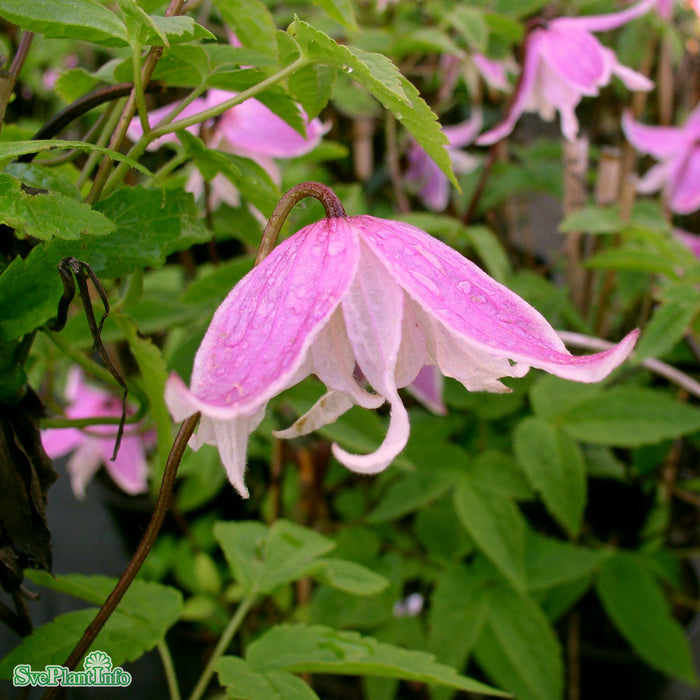 Clematis (Atr.) 'Propertius' A-kval C2