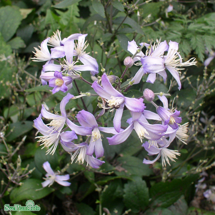 Clematis (Heraclei.) 'Praecox' A-kval C2