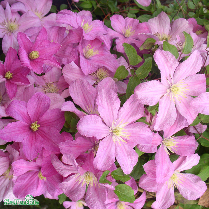 Clematis (SS) 'Comtesse de Bouchaud' A-kval C2