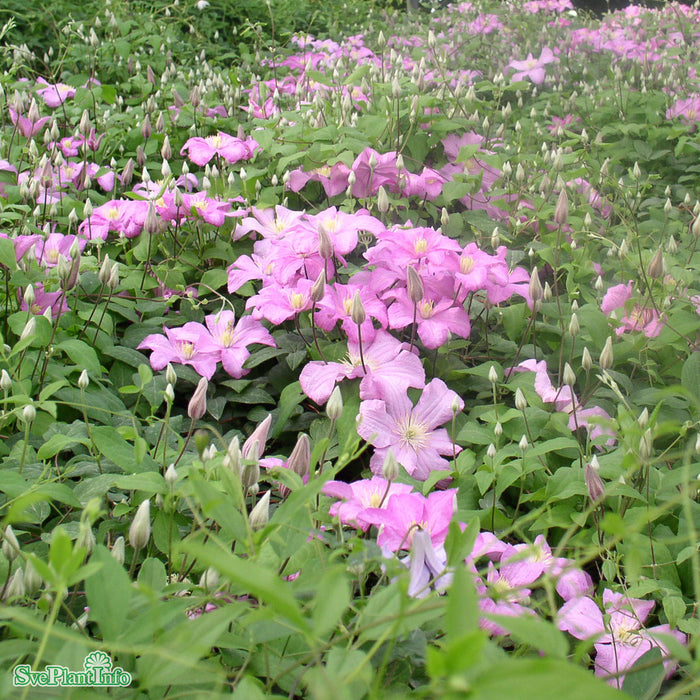 Clematis (SS) 'Comtesse de Bouchaud' A-kval C2