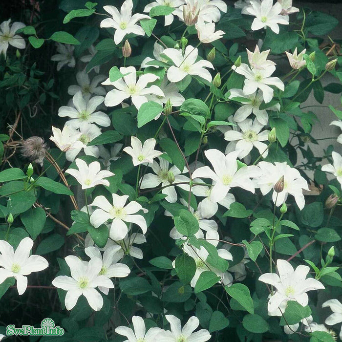 Clematis (SS) 'Huldine'