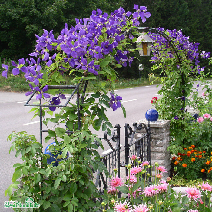 Clematis (SS) 'Jackmanii' A-kval C2
