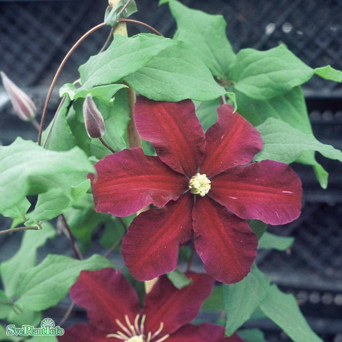 Clematis (SS) 'Niobe' A-kval C2
