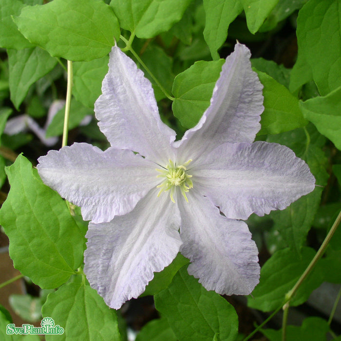 Clematis Blekitny Aniol C 2