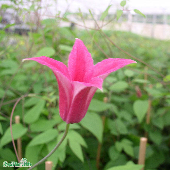 Clematis (Tex.) 'Princess Diana' A-kval C2