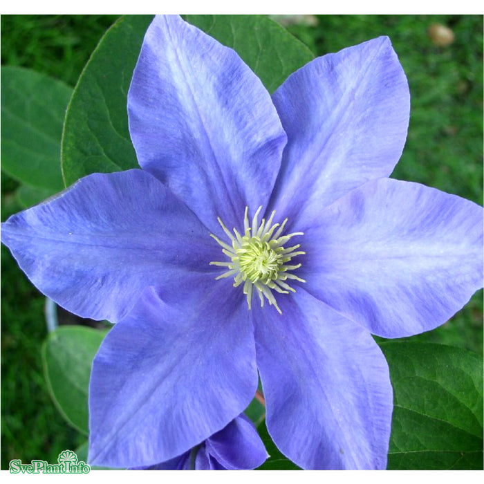 Clematis 'Fuji-musume' A-kval C2
