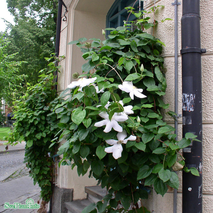 Clematis 'Madame le Coultre' A-kval C2