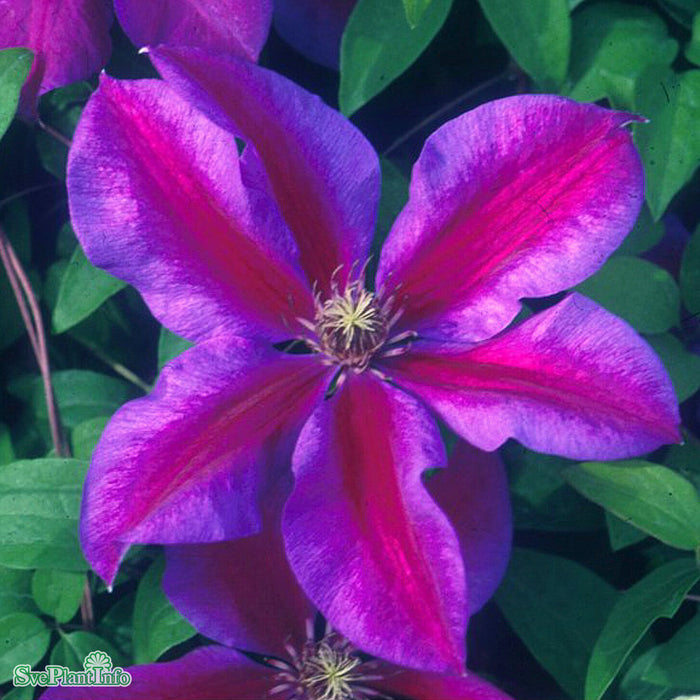 Clematis (TS) 'Mrs N. Thompson' A-kval C2