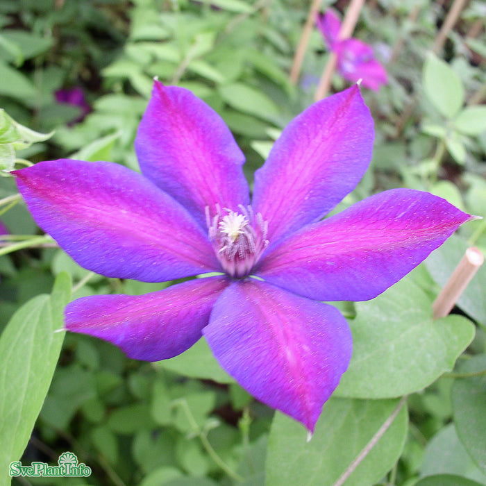 Clematis (TS) 'Mrs N. Thompson' A-kval C2