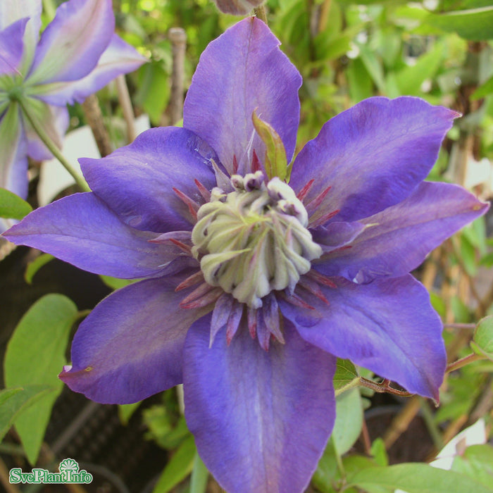 Clematis (TS) 'Multi Blue' A-kval C2