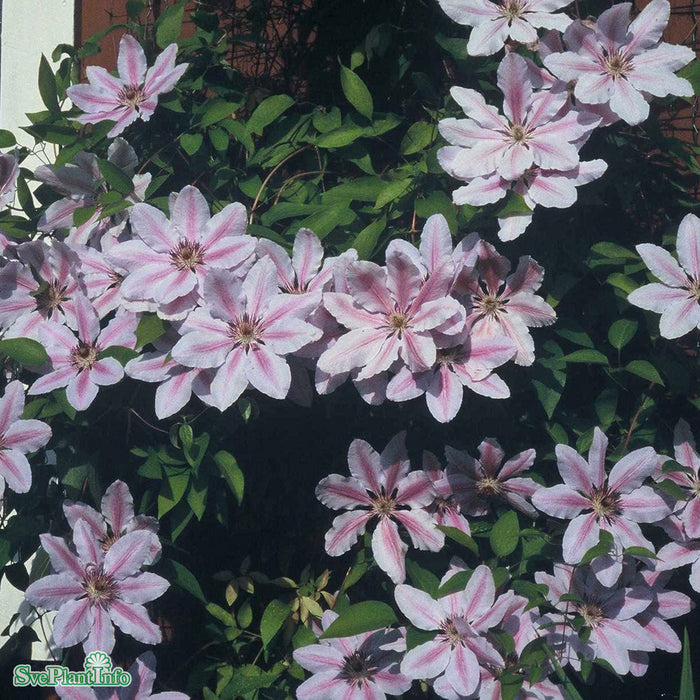 Clematis 'Nelly Moser' C2