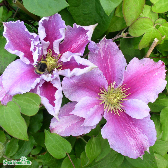 Clematis (TS) 'Piilu' A-kval C2