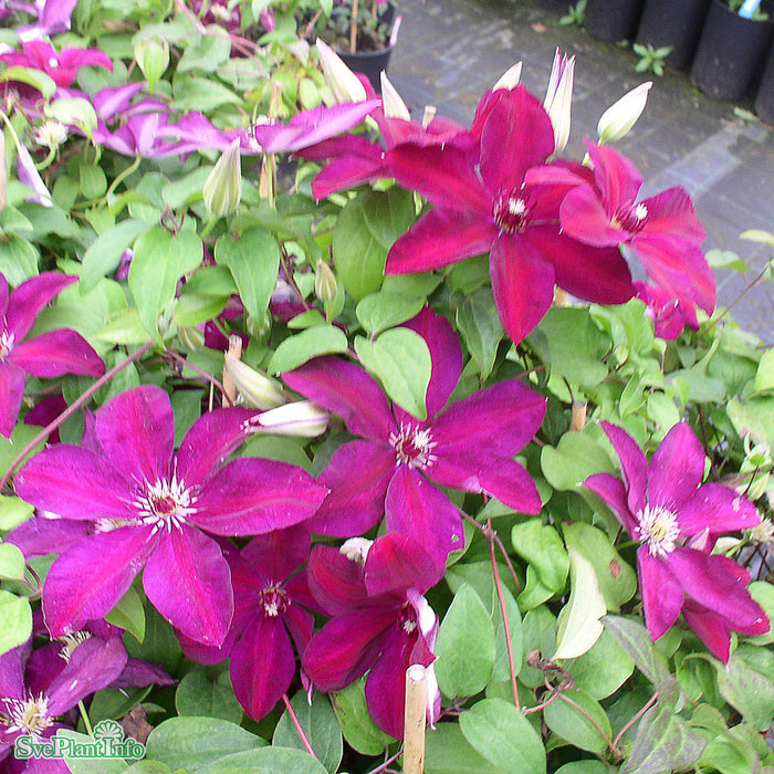 Clematis (TS) 'Westerplatte' A-kval C2