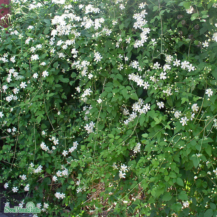 Clematis (Vitalba) 'Paul Farges' C2