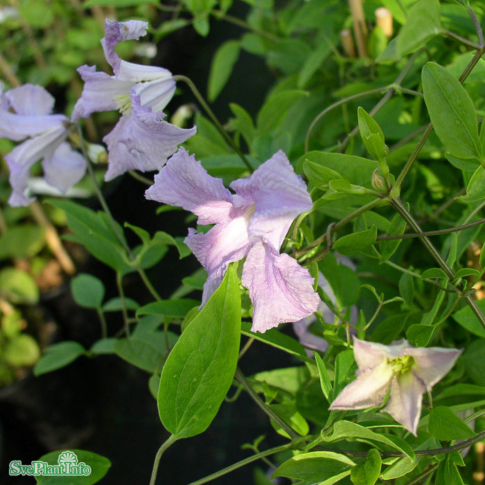 Clematis (Vitic.) 'Betty Corning' A-kval C2