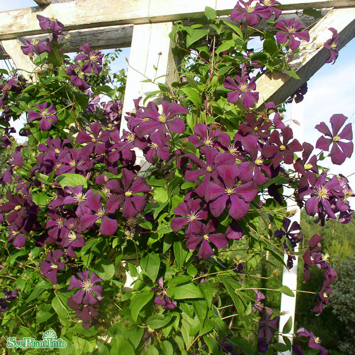 Clematis viticella Etoile Violette C 2