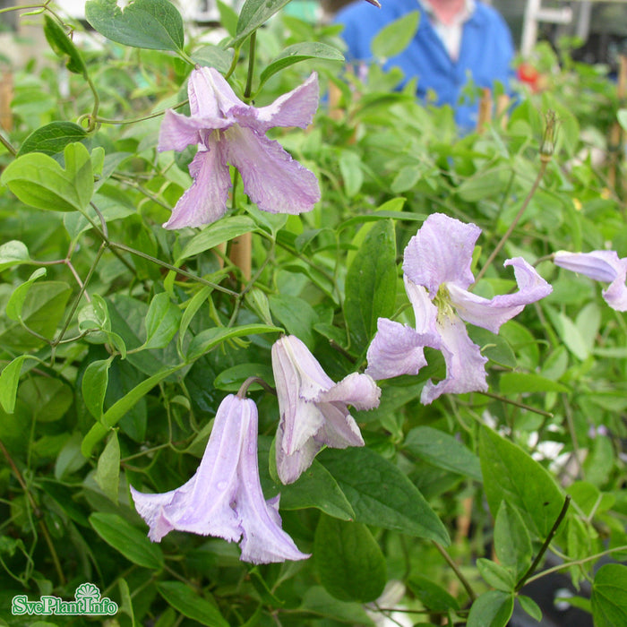 Clematis viticella Betty Corning C 2