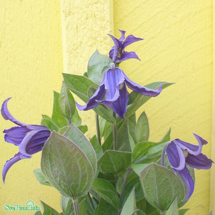 Clematis integrifolia A-kval