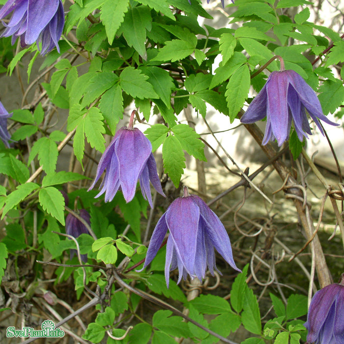 Clematis macropetala A-kval C2