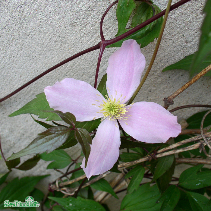 Clematis montana var. rubens A-kval C2