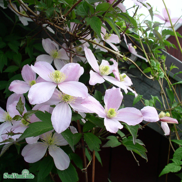 Clematis montana var. rubens A-kval C2