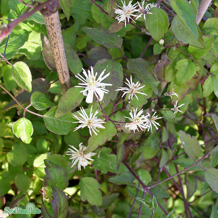 Clematis vitalba A-kval C2