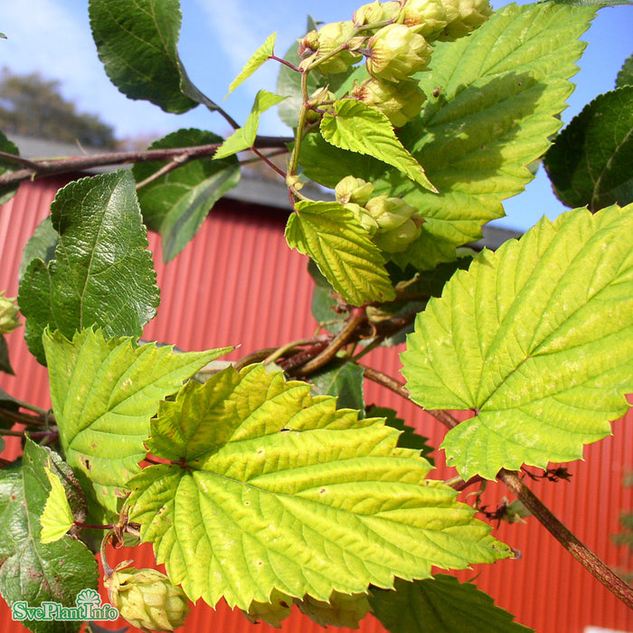 Humulus lupulus 'Aureus' A-kval C2