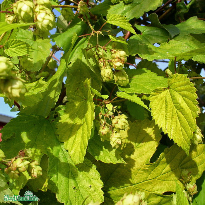 Humulus lupulus 'Aureus'