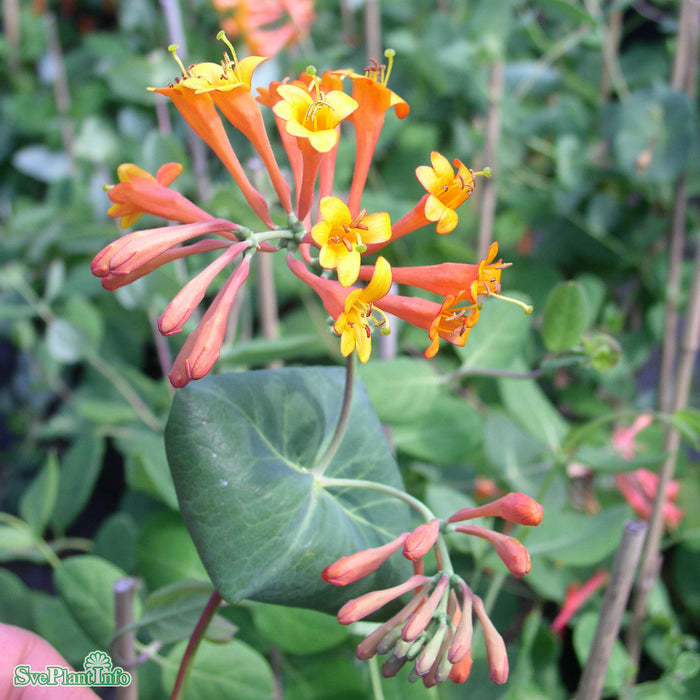 Lonicera heckrottii 'American Beauty' C2 40-60cm