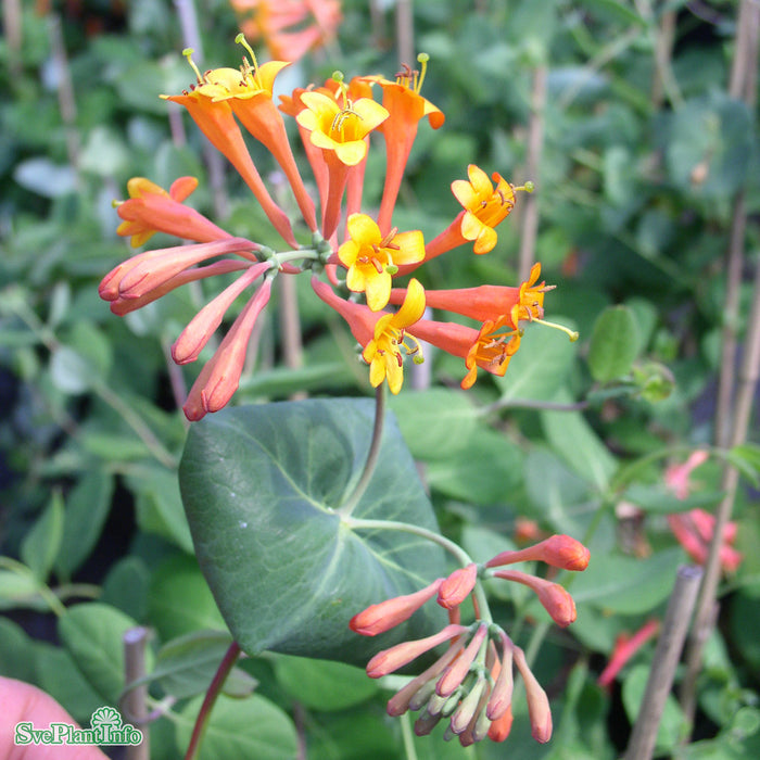 Lonicera brownii 'Dropmore Scarlet' C2 40-60cm