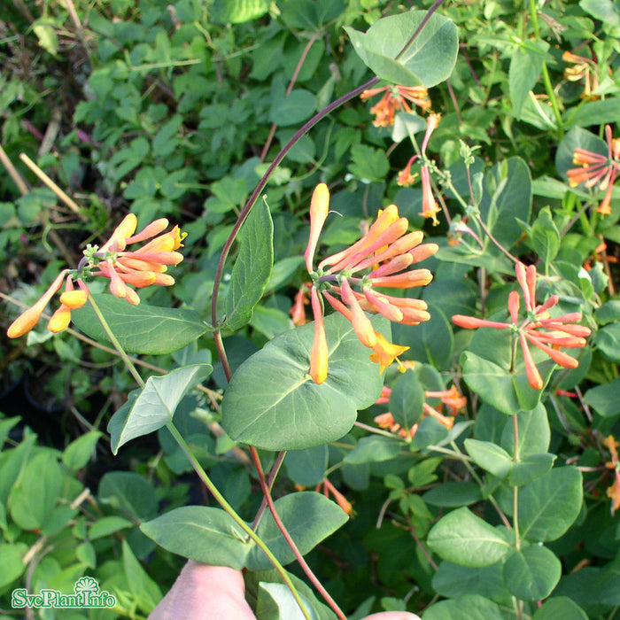 Lonicera brownii 'Dropmore Scarlet' C2 40-60cm