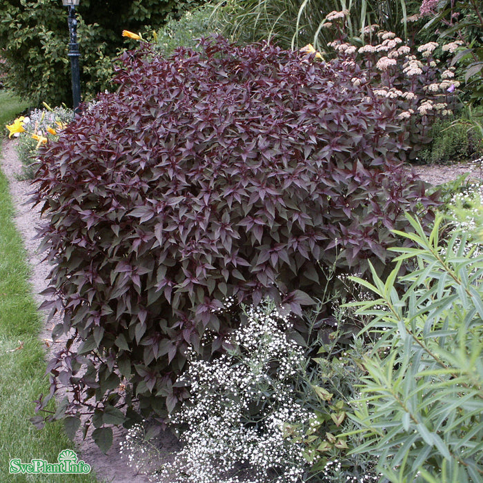 Ageratina altissima 'Chocolate' A-kval C2