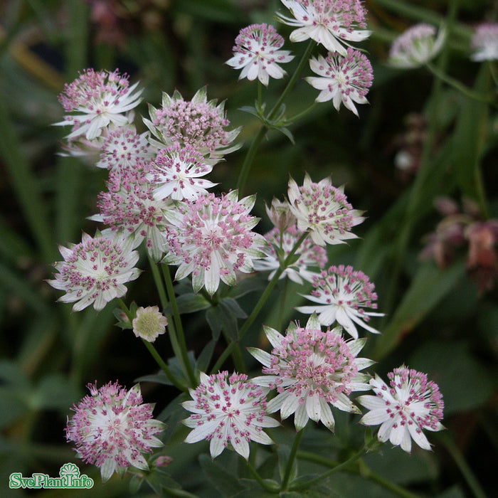 Astrantia major 'Buckland' A-kval