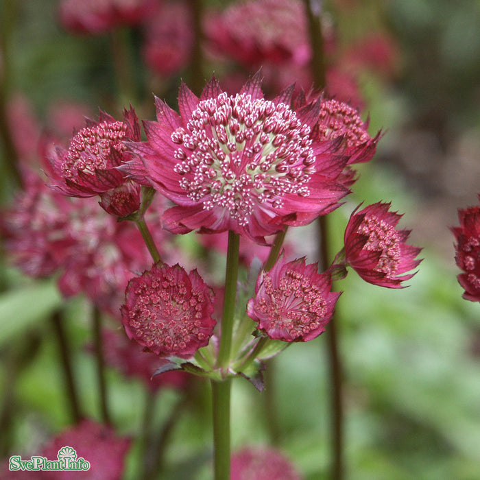 Astrantia major 'Moulin Rouge' A-kval