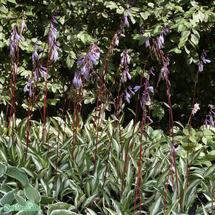 Hosta 'Cherry Berry' A-kval