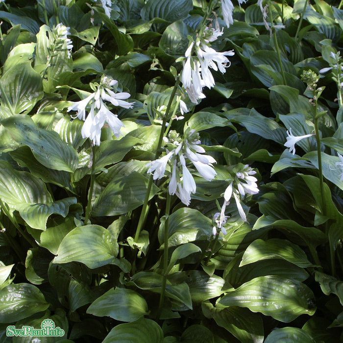 Hosta 'Royal Standard' C3