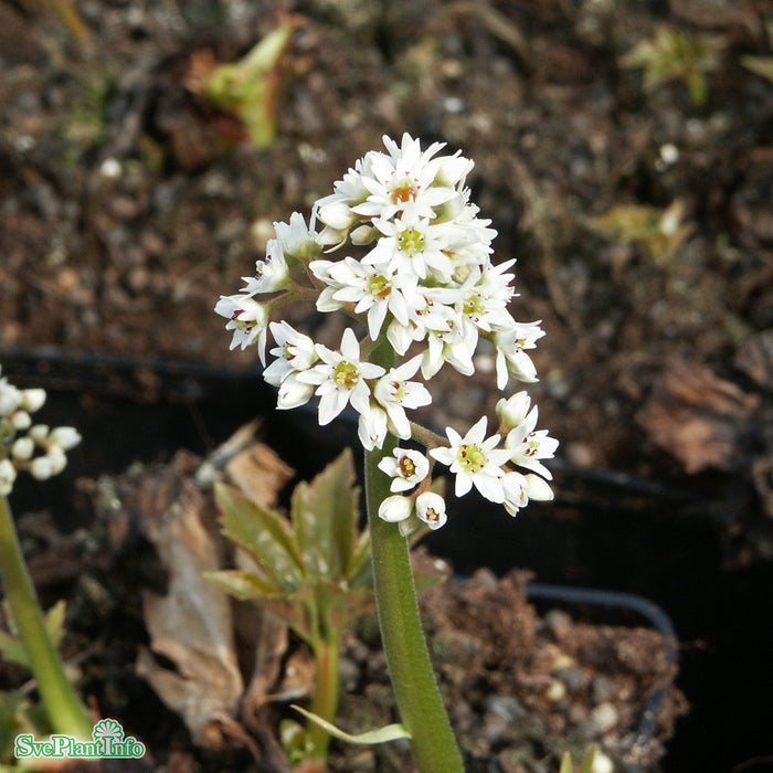 Mukdenia rossii A-kval