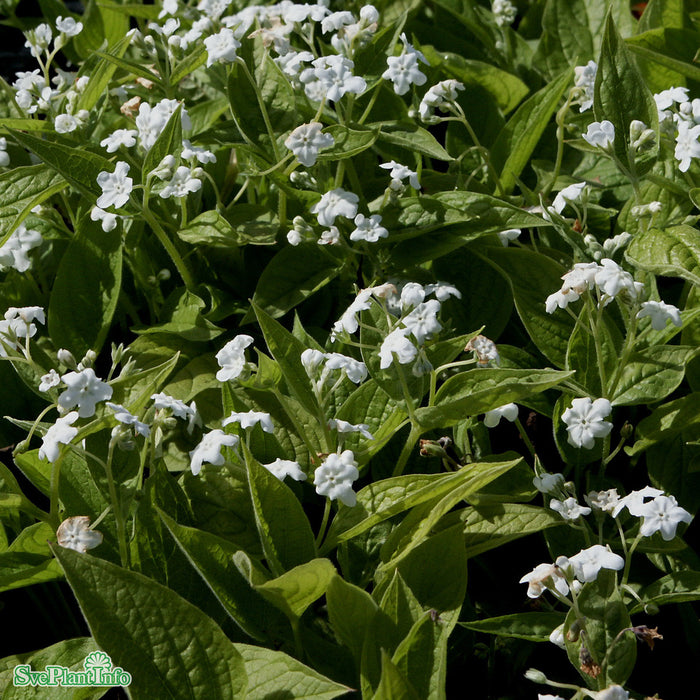 Omphalodes verna 'Alba' A-kval