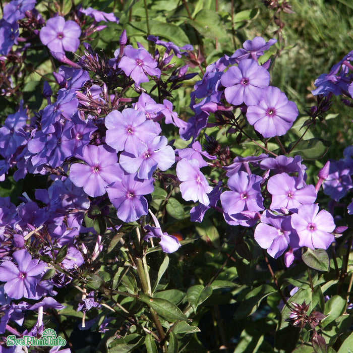 Phlox paniculata 'Blue Paradise' A-kval