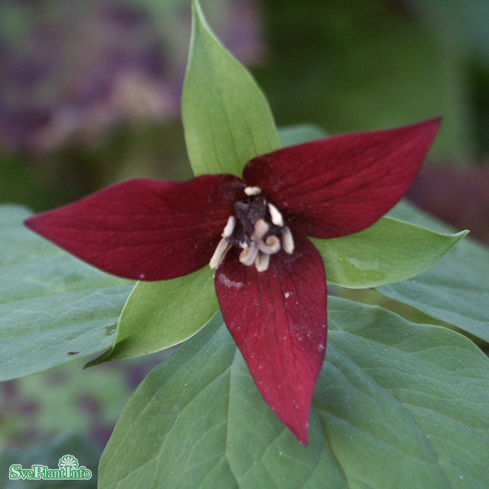 Trillium erectum (9) b-kval A-kval