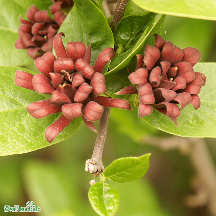 Calycanthus floridus var. glaucus C20 125-150cm