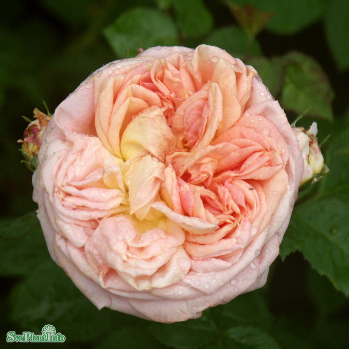 Rosa 'Alchymist' 4L
