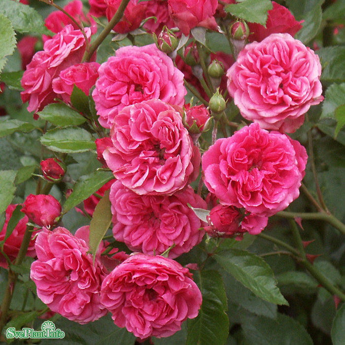 Rosa 'Elmshorn' A kval C4