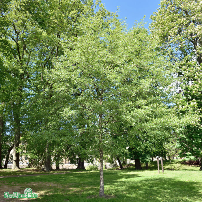 Alnus incana 'Laciniata' Högstam Kl So 12-14