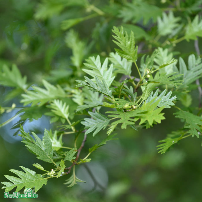 Alnus incana 'Laciniata' Högstam Kl So 12-14