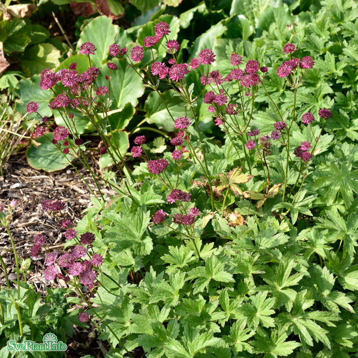 Astrantia major 'Claret' A-kval