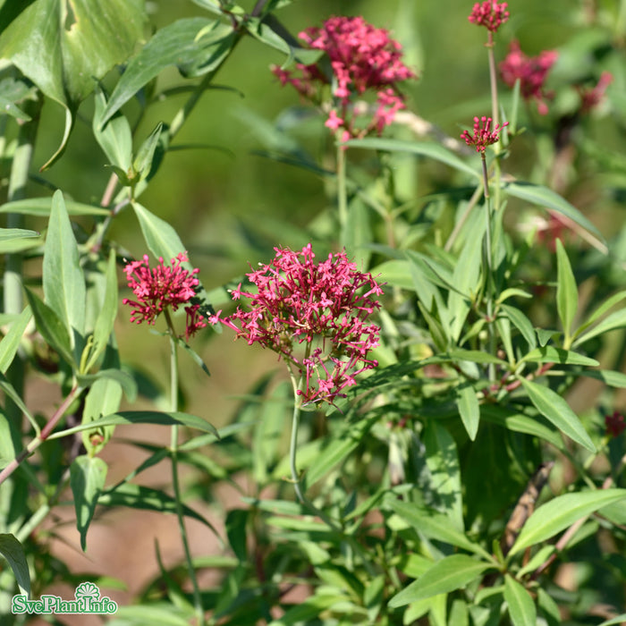 Centranthus ruber 'Coccineus' A-Kval
